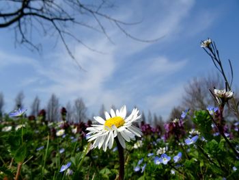 Close-up of white flowers blooming against sky