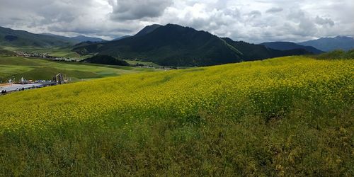 Scenic view of agricultural field against sky