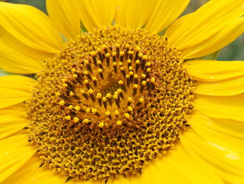 Full frame shot of yellow flower