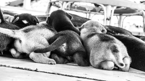 View of a sleeping dog