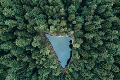 High angle view of plants and trees in forest