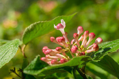 Close-up of pink flowering plant