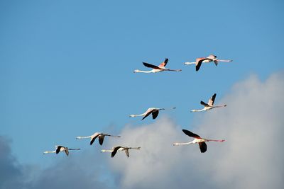 Flock of birds flying against clear sky