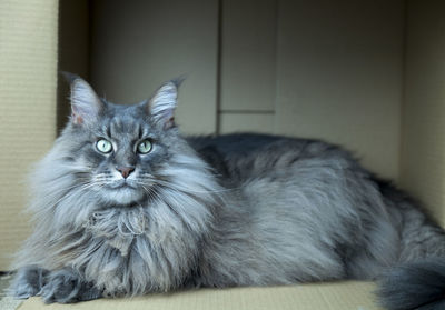 Portrait of a adult silver blue maine coon cat in a carton box