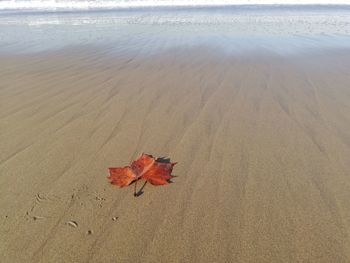 High angle view of maple leaf on beach