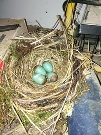 High angle view of bird in nest