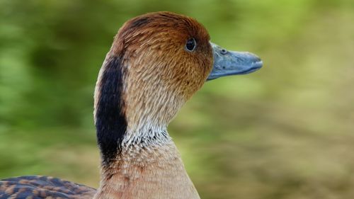 Close-up of a duck looking away