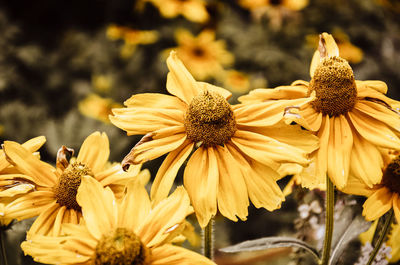 Close-up of wilted flowers