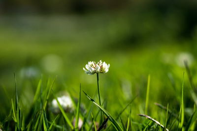 Close-up of flowering plant on field