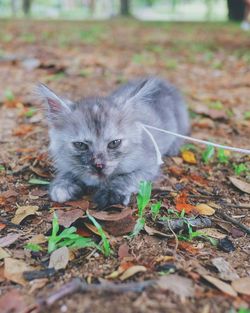 Portrait of gray kitten relaxing on field