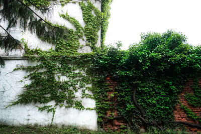 Low angle view of ivy growing on tree against sky