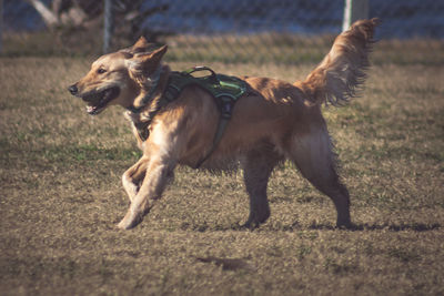 A day at the dog park