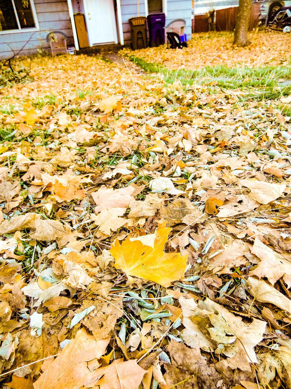 HIGH ANGLE VIEW OF DRY LEAVES ON FIELD DURING AUTUMN