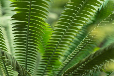 Close-up of green leaves