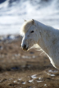 Portrait of a white icelandic horse in a snowy winter landscape