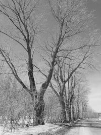 Bare trees on road