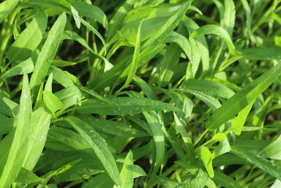 High angle view of grass growing in plant