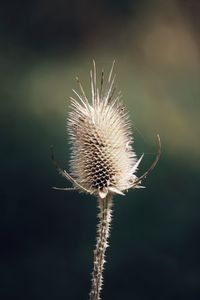 Close-up of dried thistle