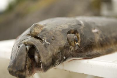 Close-up of a turtle