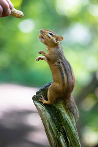 Close-up of squirrel eating outdoors