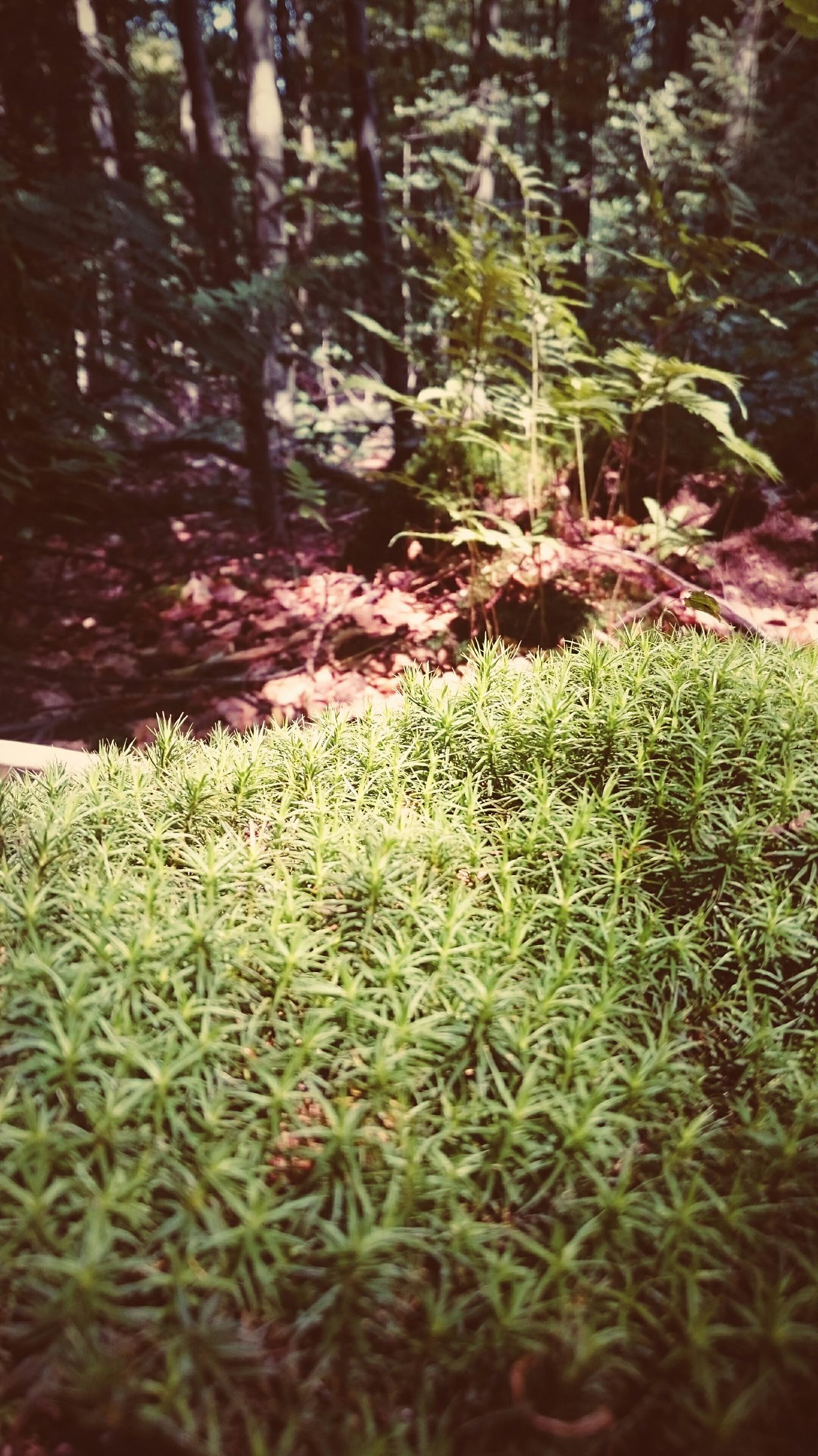 Kletterwald Hoherodskopf