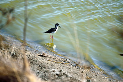 Bird perching on shore