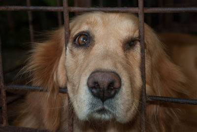 Close-up portrait of dog