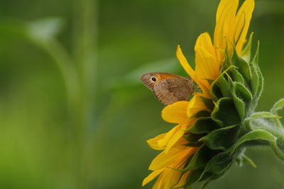 Close-up of butterfly pollinating on flower