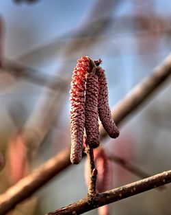 Close-up of red plant