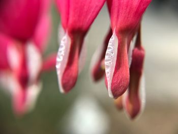Close-up of red flower blooming outdoors