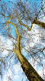 Low angle view of bare trees against blue sky