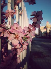 Close-up of flowers blooming in city