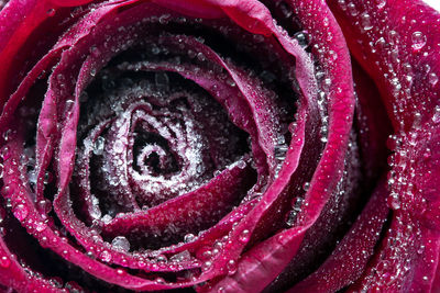 Full frame shot of wet red rose flower