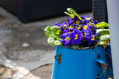 Close-up of flowers in blue pot