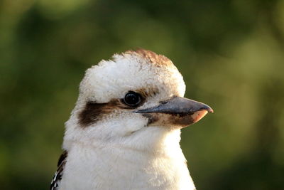 Close-up of seagull