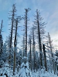 Bare trees on snow covered field against sky