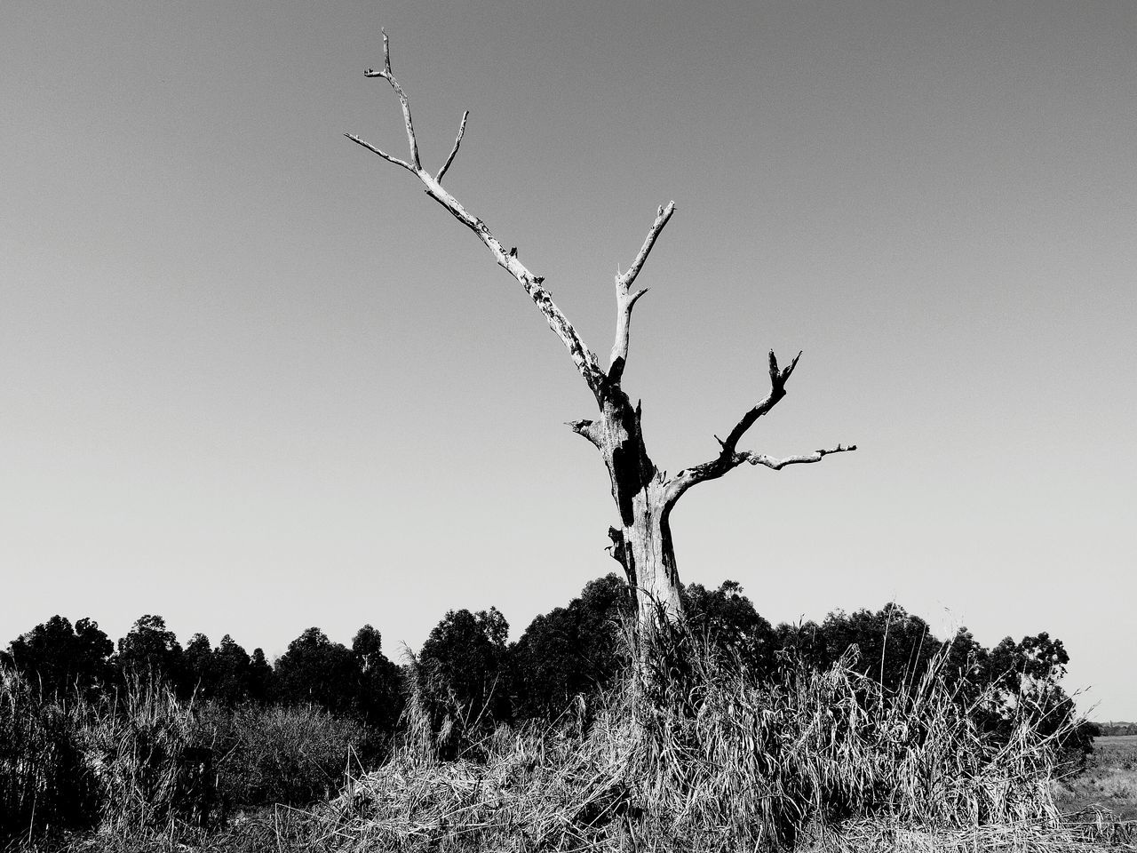 clear sky, plant, growth, copy space, nature, tranquility, beauty in nature, tree, branch, tranquil scene, stem, low angle view, field, no people, day, outdoors, wildlife, scenics, dead plant, flower