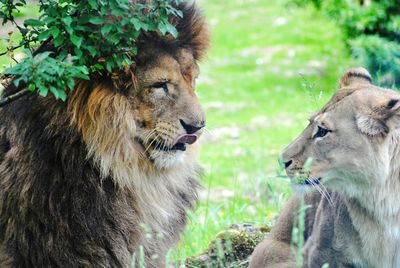 Lions in forest