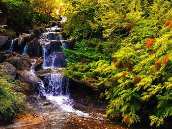 Scenic view of waterfall in forest