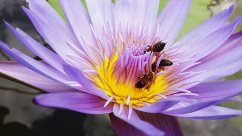 Close-up of honey bee on flower