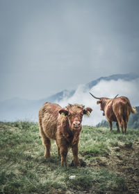 Cows standing on grass field against sky