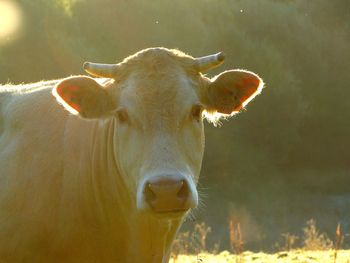 Close-up of cow on field