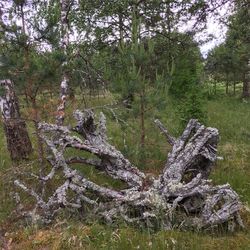 View of tree in forest