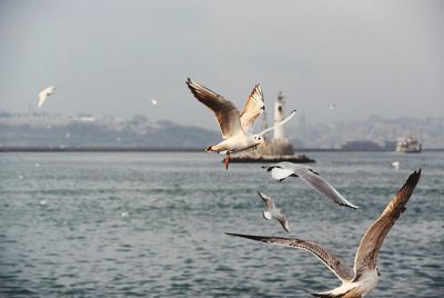 Birds flying over sea against sky