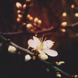 Close-up of white flowers