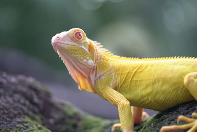 Close-up of lizard