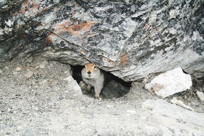 High angle view of squirrel in burrow