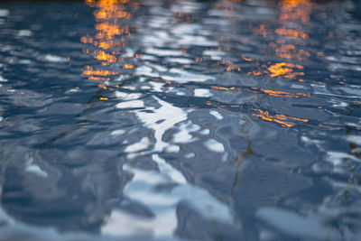 High angle view of leaves swimming in sea