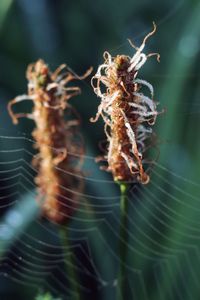 Close-up of spider