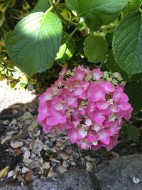 Close-up of pink flowers